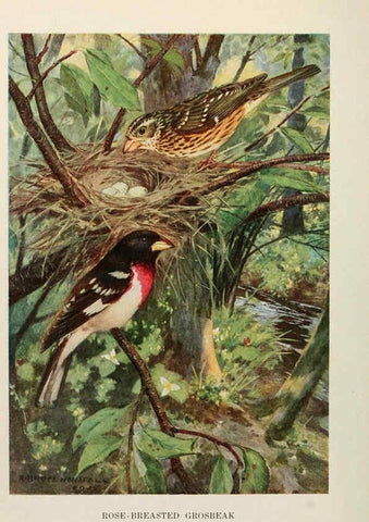 Reproducción/Reproduction 6263696637: Bird biographies New York,Dodd, Mead,1923