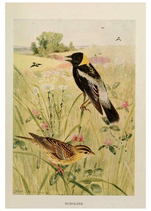 Reproducción/Reproduction 6263696975: Bird biographies New York,Dodd, Mead,1923