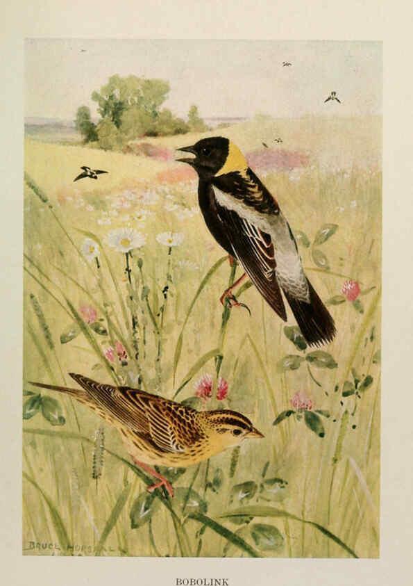 Reproducción/Reproduction 6263696975: Bird biographies New York,Dodd, Mead,1923