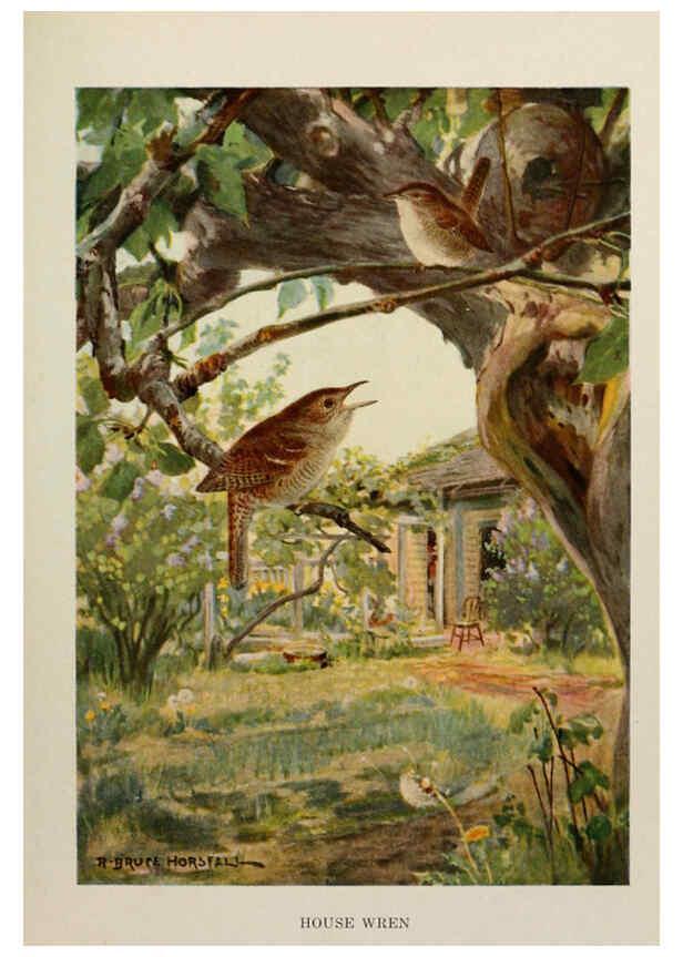 Reproducción/Reproduction 6263694989: Bird biographies New York,Dodd, Mead,1923