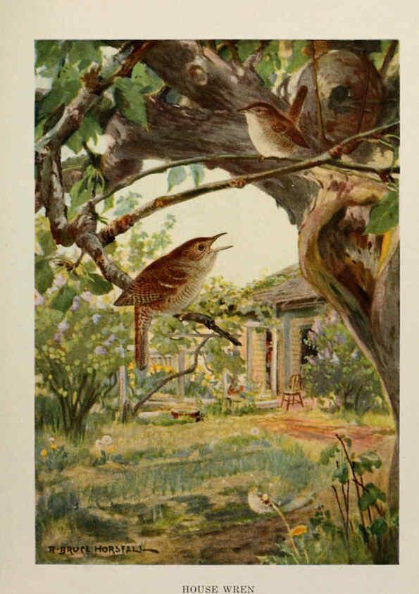 Reproducción/Reproduction 6263694989: Bird biographies New York,Dodd, Mead,1923
