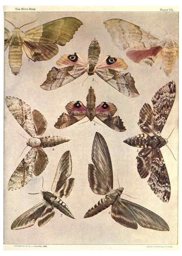 Reproducción/Reproduction 6266328445: The moth book Garden City, New York :Doubleday, Page & company,1916