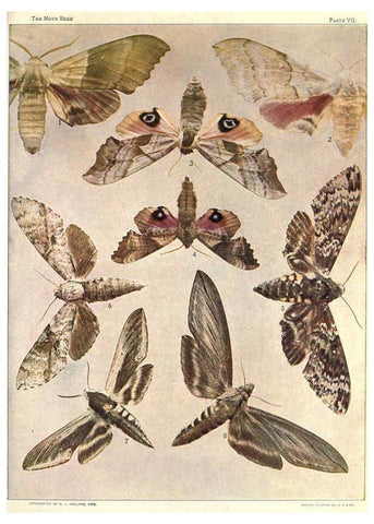 Reproducción/Reproduction 6266328445: The moth book Garden City, New York :Doubleday, Page & company,1916