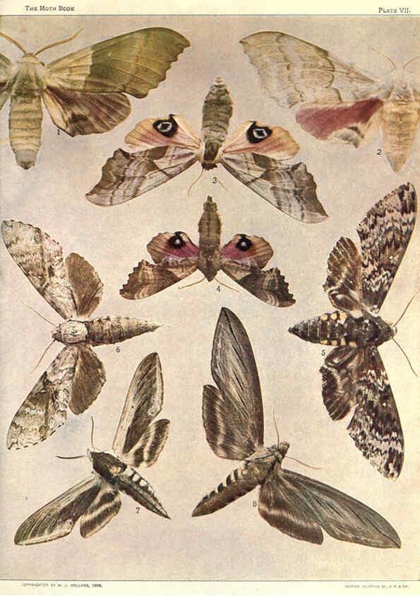 Reproducción/Reproduction 6266328445: The moth book Garden City, New York :Doubleday, Page & company,1916