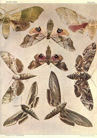 Reproducción/Reproduction 6266328445: The moth book Garden City, New York :Doubleday, Page & company,1916