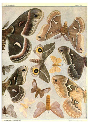 Reproducción/Reproduction 6266328847: The moth book Garden City, New York :Doubleday, Page & company,1916