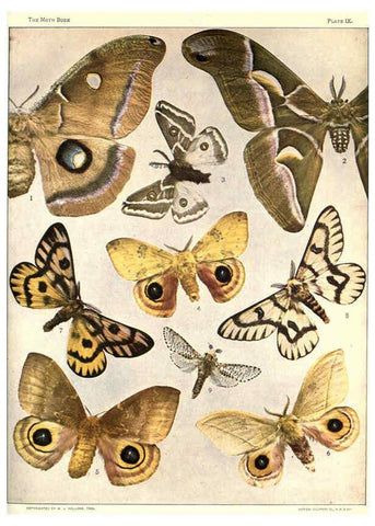 Reproducción/Reproduction 6266329005: The moth book Garden City, New York :Doubleday, Page & company,1916