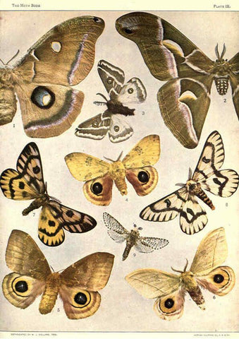 Reproducción/Reproduction 6266329005: The moth book Garden City, New York :Doubleday, Page & company,1916