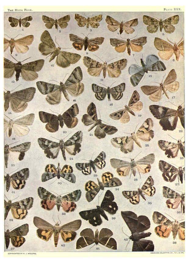 Reproducción/Reproduction 6266861056: The moth book Garden City, New York :Doubleday, Page & company,1916