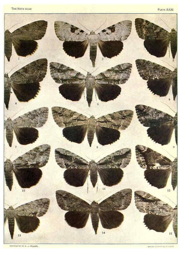 Reproducción/Reproduction 6266861234: The moth book Garden City, New York :Doubleday, Page & company,1916