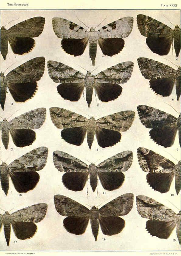 Reproducción/Reproduction 6266861234: The moth book Garden City, New York :Doubleday, Page & company,1916
