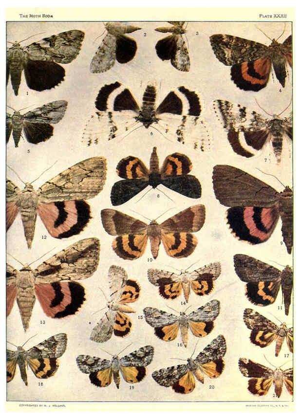 Reproducción/Reproduction 6266861446: The moth book Garden City, New York :Doubleday, Page & company,1916