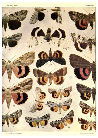 Reproducción/Reproduction 6266861446: The moth book Garden City, New York :Doubleday, Page & company,1916