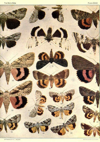 Reproducción/Reproduction 6266861446: The moth book Garden City, New York :Doubleday, Page & company,1916
