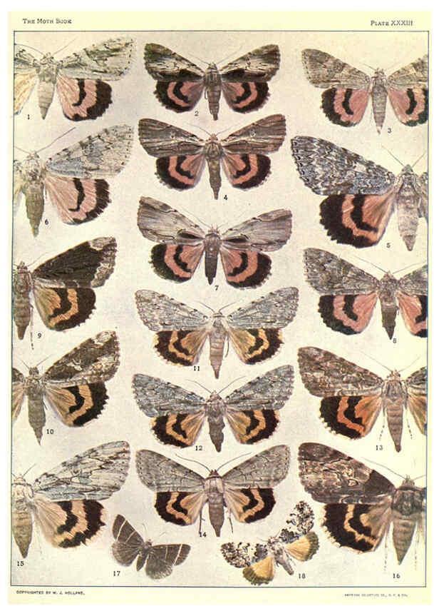 Reproducción/Reproduction 6266333745: The moth book Garden City, New York :Doubleday, Page & company,1916