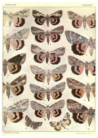 Reproducción/Reproduction 6266333745: The moth book Garden City, New York :Doubleday, Page & company,1916