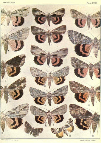 Reproducción/Reproduction 6266333745: The moth book Garden City, New York :Doubleday, Page & company,1916