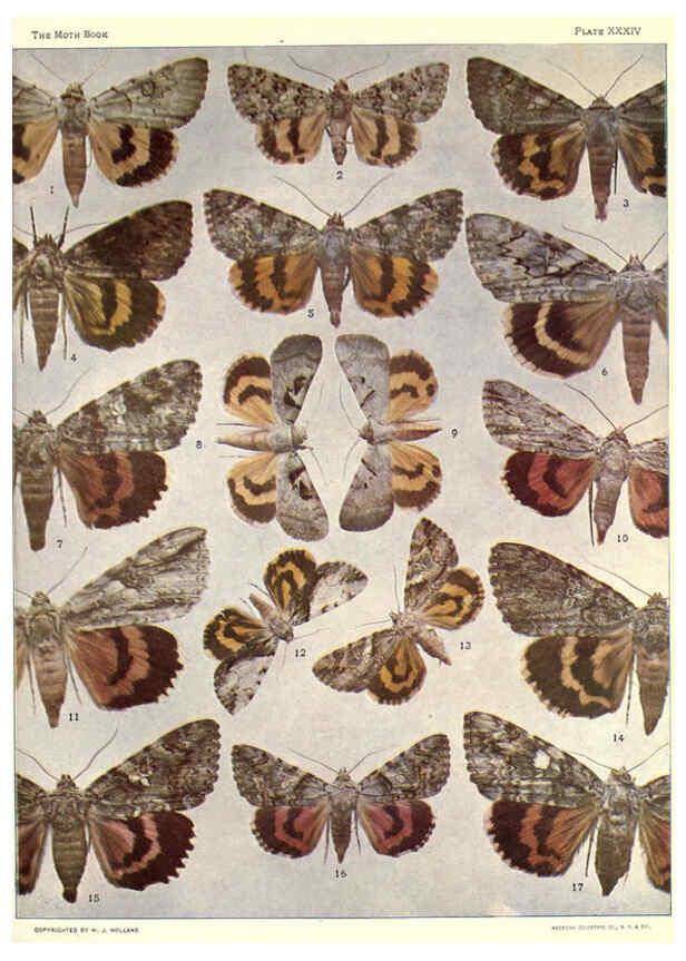 Reproducción/Reproduction 6266333925: The moth book Garden City, New York :Doubleday, Page & company,1916