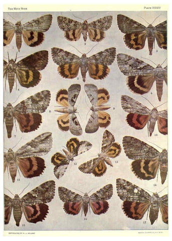 Reproducción/Reproduction 6266333925: The moth book Garden City, New York :Doubleday, Page & company,1916