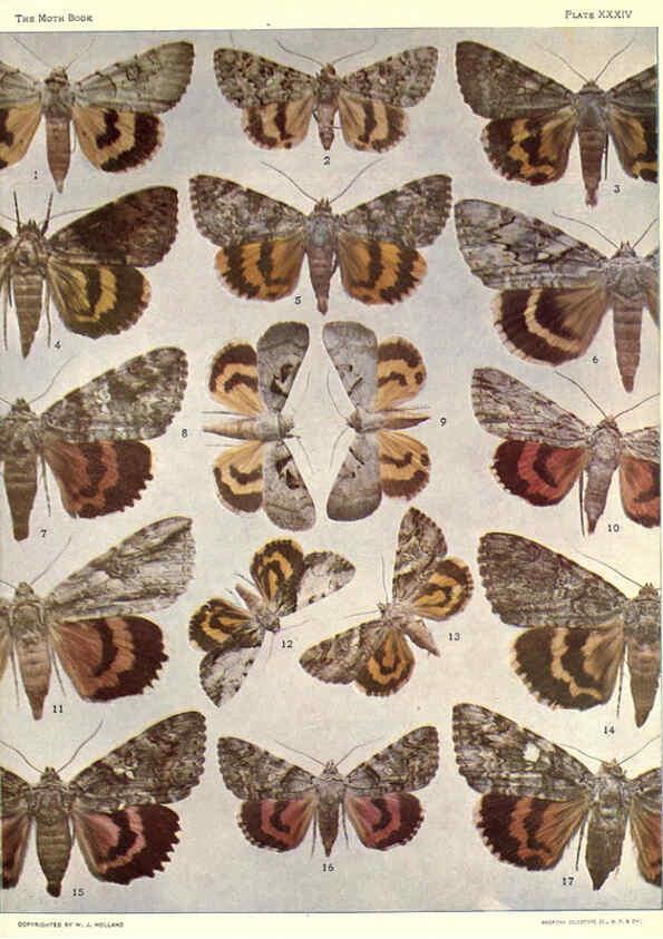 Reproducción/Reproduction 6266333925: The moth book Garden City, New York :Doubleday, Page & company,1916