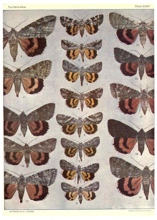 Reproducción/Reproduction 6266334089: The moth book Garden City, New York :Doubleday, Page & company,1916