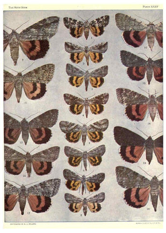 Reproducción/Reproduction 6266334089: The moth book Garden City, New York :Doubleday, Page & company,1916