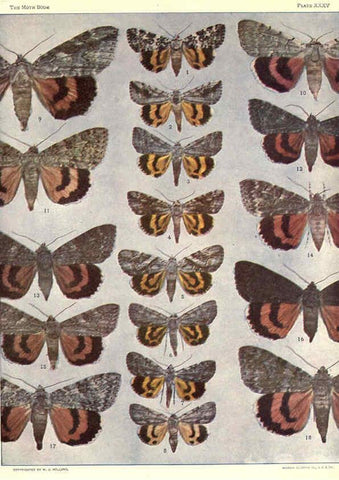 Reproducción/Reproduction 6266334089: The moth book Garden City, New York :Doubleday, Page & company,1916