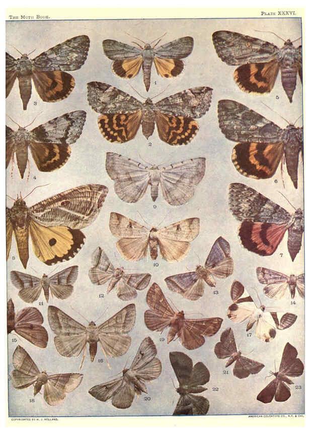 Reproducción/Reproduction 6266334285: The moth book Garden City, New York :Doubleday, Page & company,1916