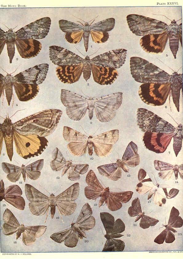 Reproducción/Reproduction 6266334285: The moth book Garden City, New York :Doubleday, Page & company,1916