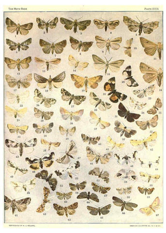 Reproducción/Reproduction 6266332853: The moth book Garden City, New York :Doubleday, Page & company,1916
