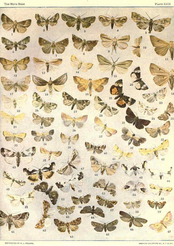 Reproducción/Reproduction 6266332853: The moth book Garden City, New York :Doubleday, Page & company,1916