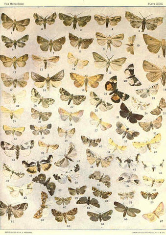 Reproducción/Reproduction 6266332853: The moth book Garden City, New York :Doubleday, Page & company,1916