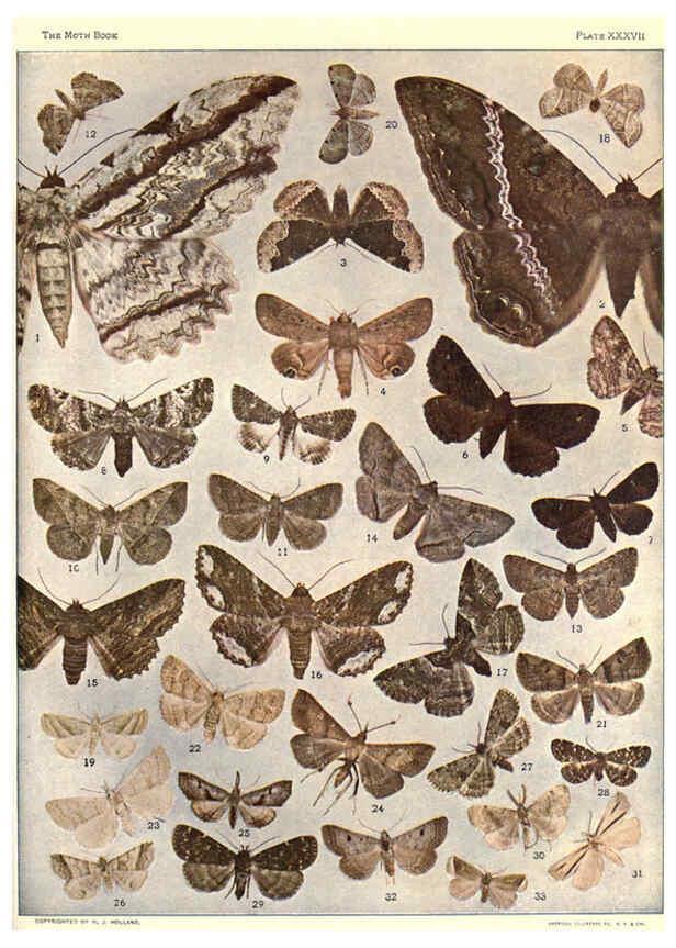 Reproducción/Reproduction 6266334409: The moth book Garden City, New York :Doubleday, Page & company,1916