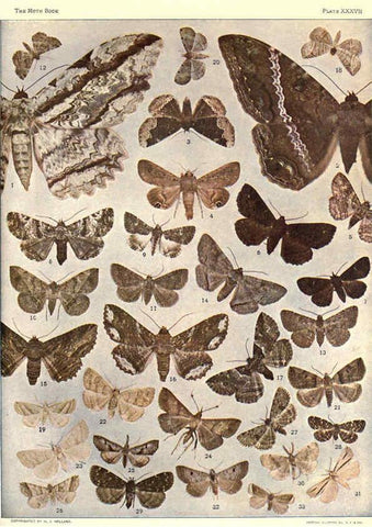 Reproducción/Reproduction 6266334409: The moth book Garden City, New York :Doubleday, Page & company,1916
