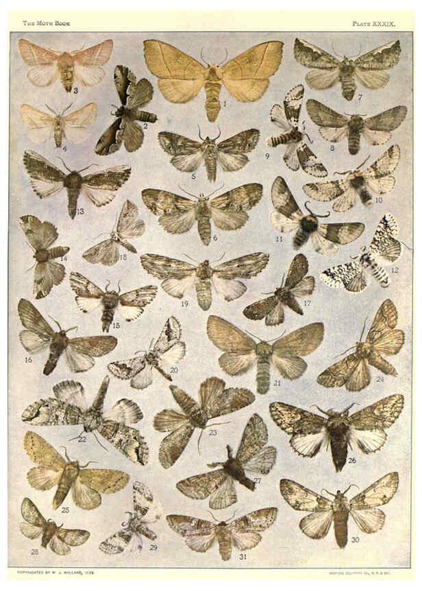 Reproducción/Reproduction 6266862892: The moth book Garden City, New York :Doubleday, Page & company,1916