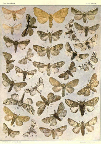 Reproducción/Reproduction 6266862892: The moth book Garden City, New York :Doubleday, Page & company,1916