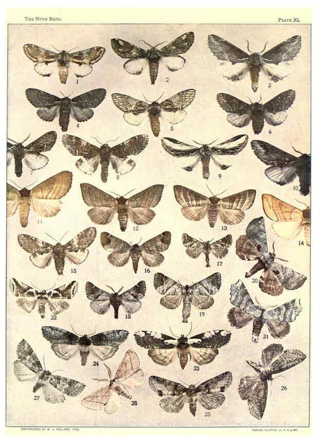 Reproducción/Reproduction 6266863040: The moth book Garden City, New York :Doubleday, Page & company,1916