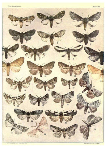Reproducción/Reproduction 6266863040: The moth book Garden City, New York :Doubleday, Page & company,1916