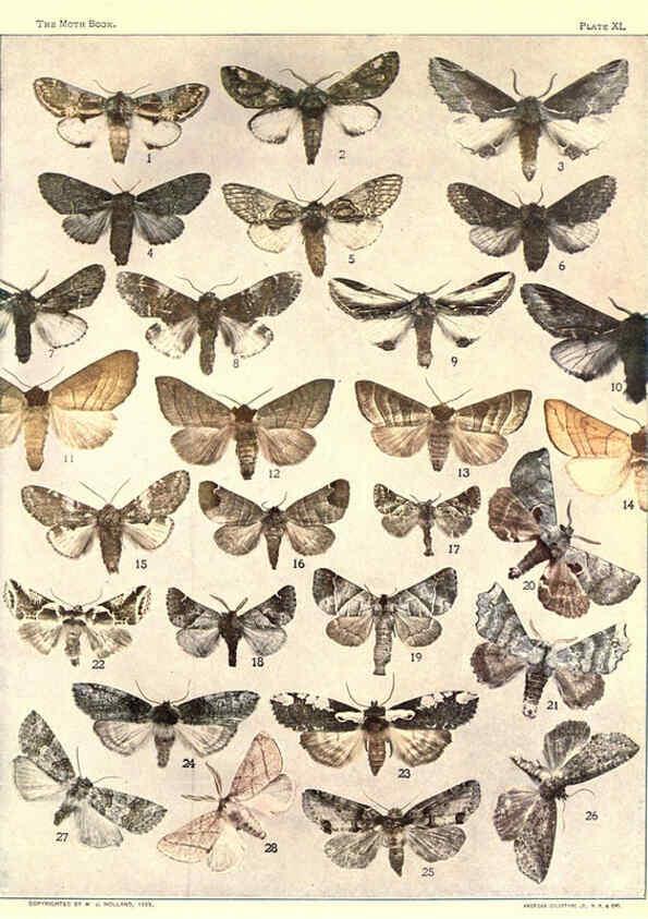 Reproducción/Reproduction 6266863040: The moth book Garden City, New York :Doubleday, Page & company,1916