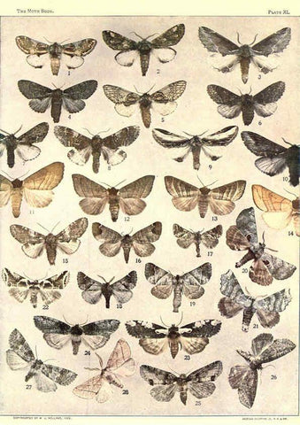Reproducción/Reproduction 6266863040: The moth book Garden City, New York :Doubleday, Page & company,1916