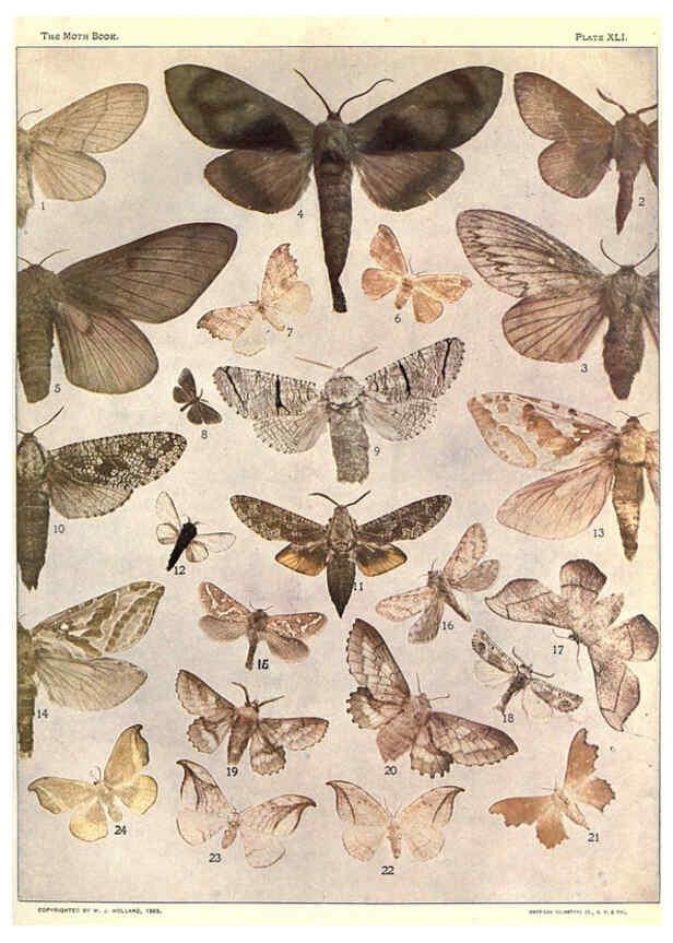 Reproducción/Reproduction 6266335405: The moth book Garden City, New York :Doubleday, Page & company,1916