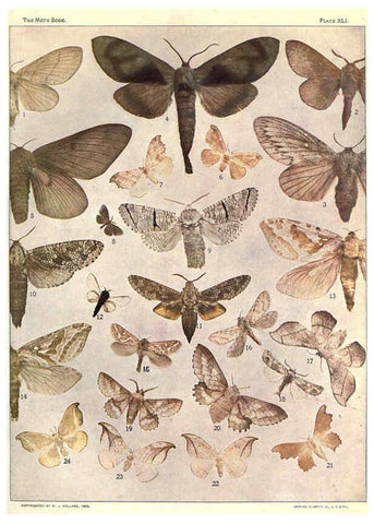Reproducción/Reproduction 6266335405: The moth book Garden City, New York :Doubleday, Page & company,1916
