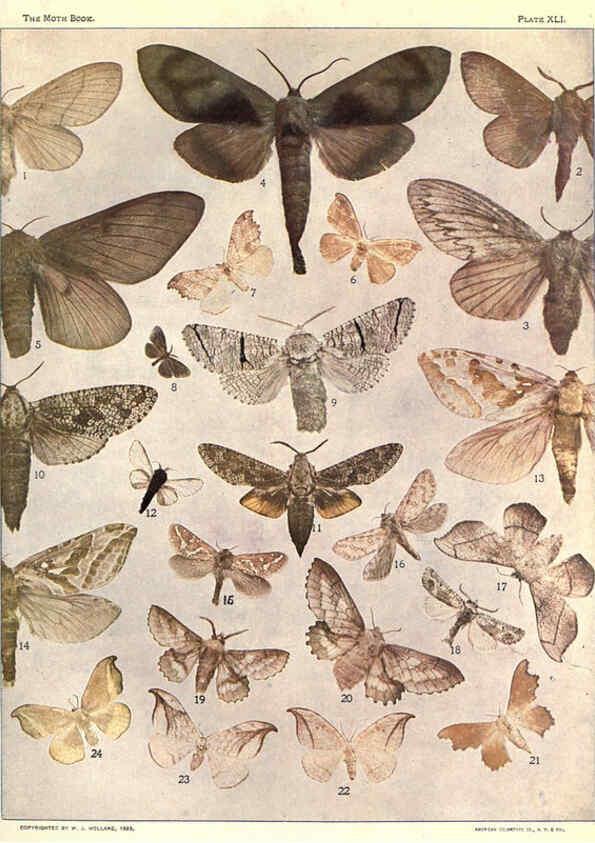 Reproducción/Reproduction 6266335405: The moth book Garden City, New York :Doubleday, Page & company,1916