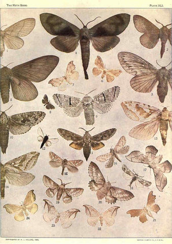 Reproducción/Reproduction 6266335405: The moth book Garden City, New York :Doubleday, Page & company,1916