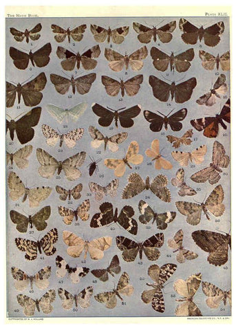 Reproducción/Reproduction 6266863544: The moth book Garden City, New York :Doubleday, Page & company,1916
