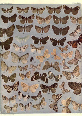 Reproducción/Reproduction 6266863544: The moth book Garden City, New York :Doubleday, Page & company,1916