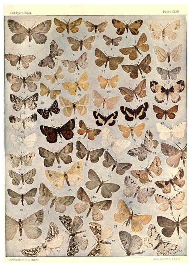 Reproducción/Reproduction 6266335783: The moth book Garden City, New York :Doubleday, Page & company,1916
