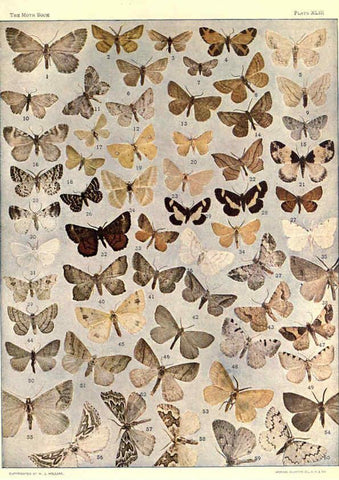 Reproducción/Reproduction 6266335783: The moth book Garden City, New York :Doubleday, Page & company,1916