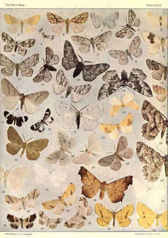 Reproducción/Reproduction 6266863914: The moth book Garden City, New York :Doubleday, Page & company,1916