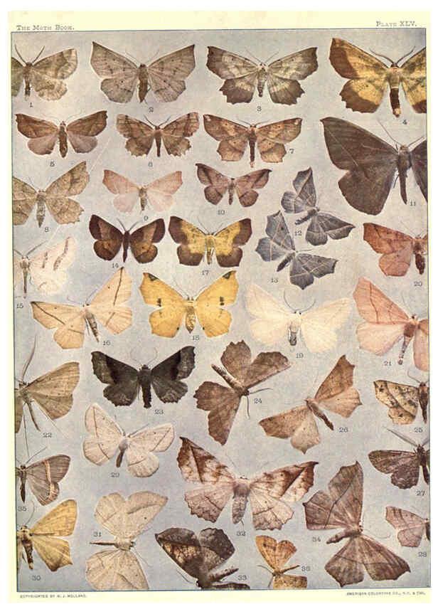 Reproducción/Reproduction 6266336141: The moth book Garden City, New York :Doubleday, Page & company,1916